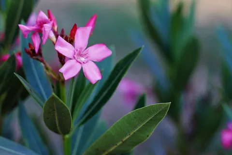 颜色, 明确, 花的, 花园, 叶子, 绿色, 植物, 粉红色 颜色, 明确, 花的, 花园, 叶子, 绿色, 植物, 粉红色