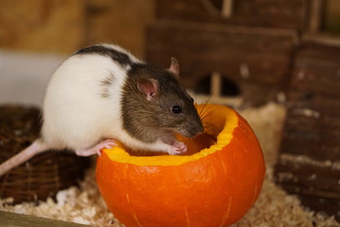 白色, 灰色, 橙子, 南瓜, Rat, Color, Sweet, Smart
