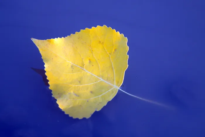 叶子，羽毛，黄色，水，沉没，漂浮，秋天，夏末