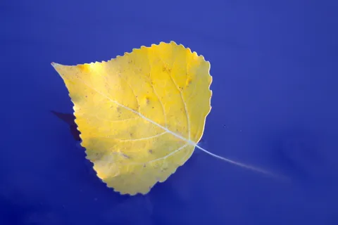 叶子，羽毛，黄色，水，沉没，漂浮，秋天，夏末