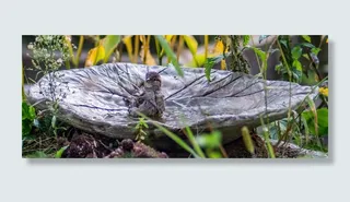 麻雀，斯珀林，鸟，花园，植物，自然，无人，特写
