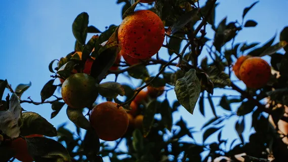 圆形、橙色、水果、结果、树、关闭、照片、植物 圆形、橙色、水果、结果、树、关闭、照片、植物