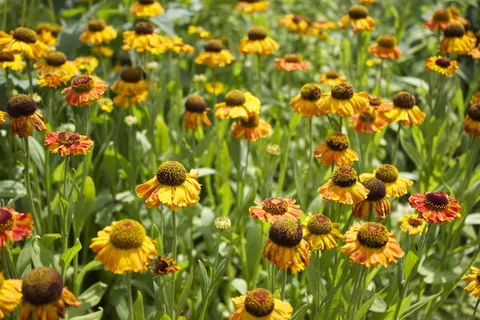 花椰菜,黄色,花朵,黄色花朵,开花,开花,生长,开花植物 花椰菜,黄色,花朵,黄色花朵,开花,开花,生长,开花植物