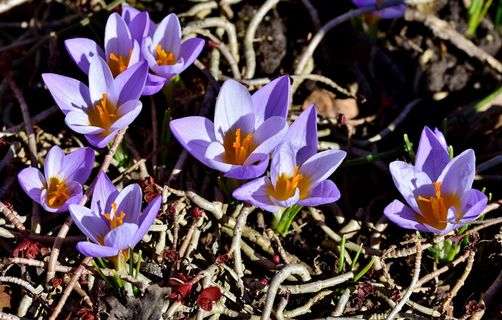 番红花，早花，开花，开花，春天，春天的花朵，春天的开始，春天的觉醒