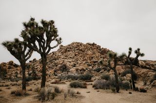 美国，约书亚树国家公园，沙漠，氛围，砂砾，自然，约书亚树，岩石