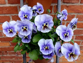 三色堇，春天，蓝色，特写，花，开花，开花，开花植物