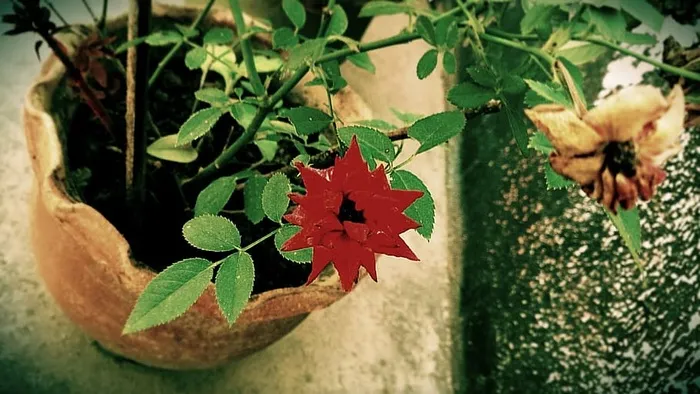 红色，玫瑰，特写照片，海棠，粘土，花盆，花朵，花瓶