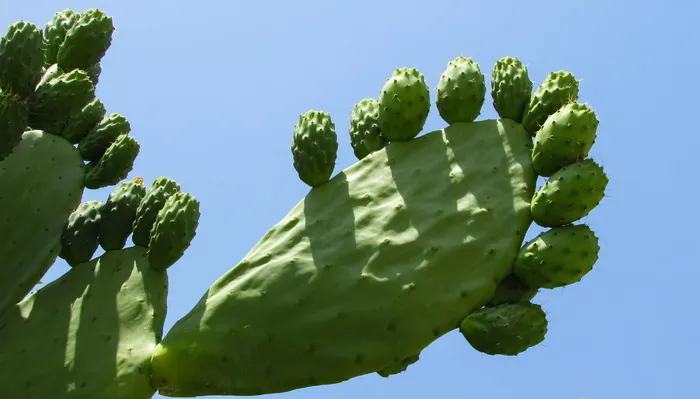 刺梨，植物，仙人掌，自然，绿色，刺，植被，夏天