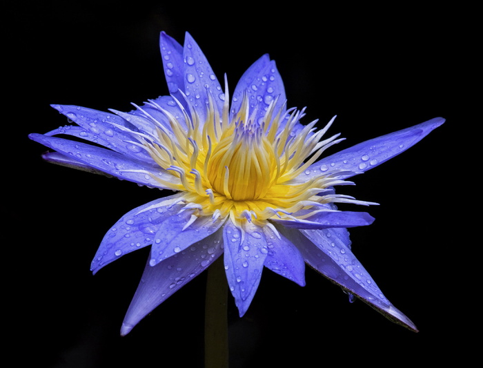特写照片，蓝色，黄色，睡莲花，bloom，bloom，flora，flower