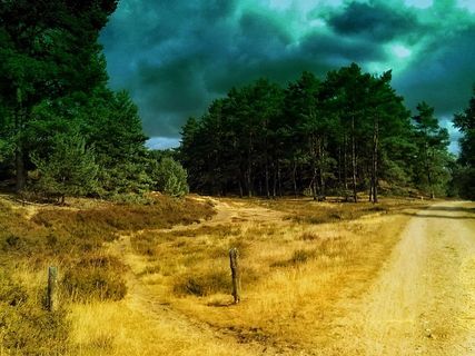 森林，小巷，自然，风景，树木，森林，小巷，一个动物，动物主题