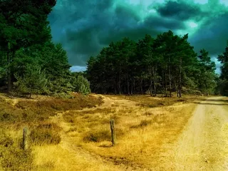 森林，小巷，自然，风景，树木，森林，小巷，一个动物，动物主题