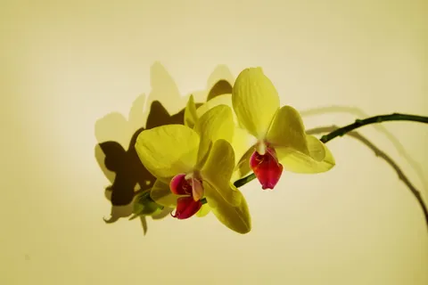 兰花特写照片 兰花特写照片