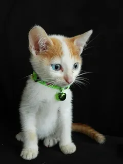 很好,宠物,猫,动物,小,小猫,家养,宠物 很好,宠物,猫,动物,小,小猫,家养,宠物
