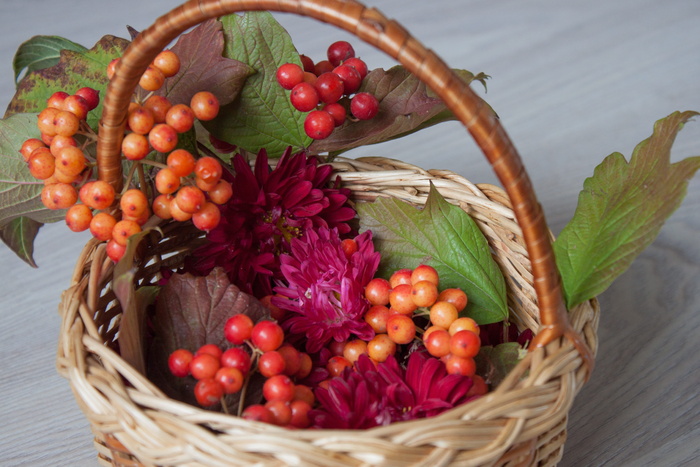 viburnum，自然，浆果，树叶，植物，叶子，红色，植物