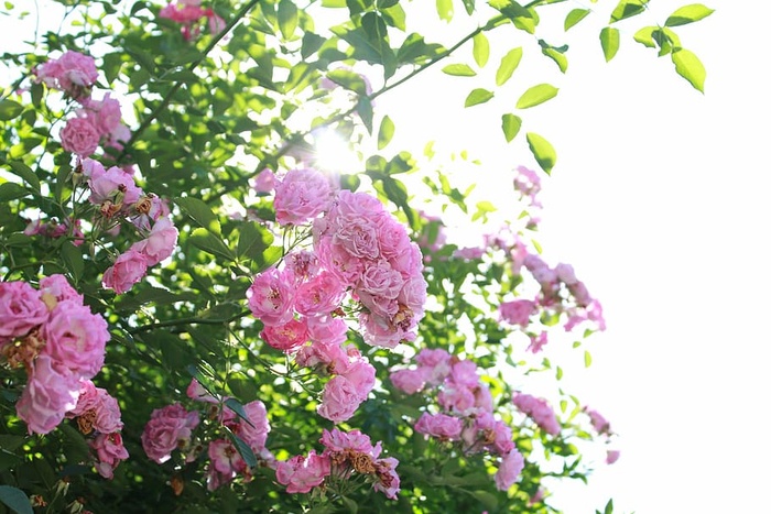 花，植物，阳光，照射，新鲜，美丽，藤蔓，叶子