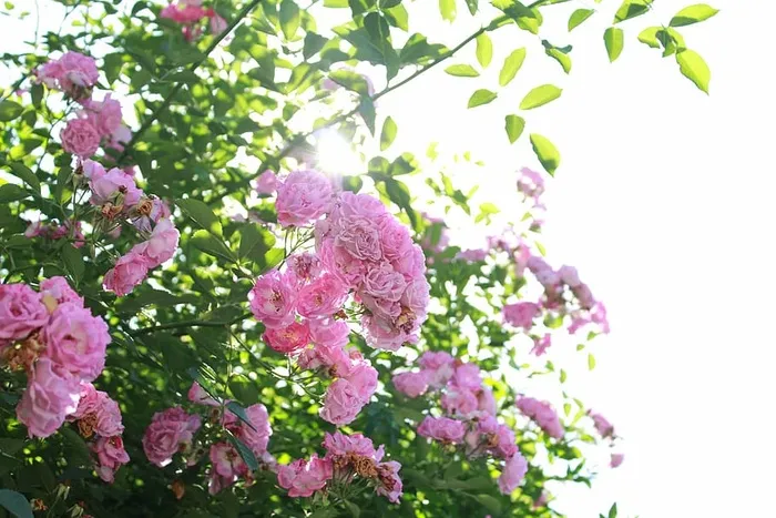 花，植物，阳光，照射，新鲜，美丽，藤蔓，叶子