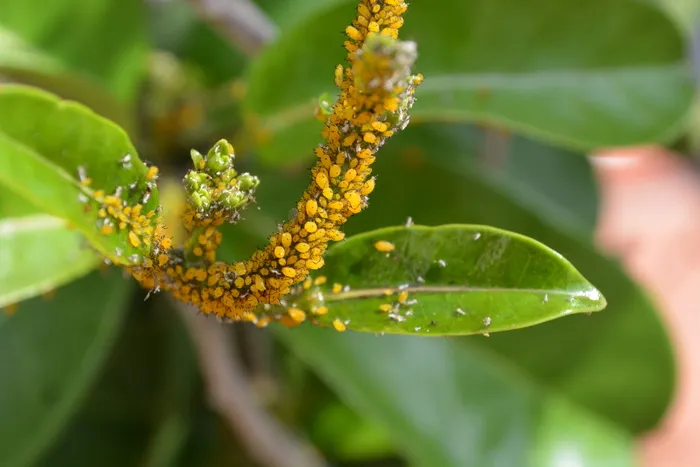 瘟疫, 感染, 植物, 蚜虫, 感染植物, estefanotes, 茉莉花中国, 植物