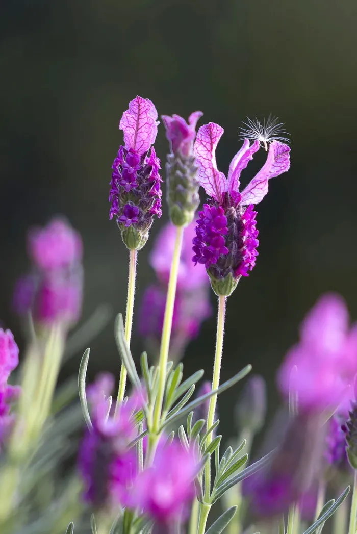 紫色, justicia 花, 白, 蒲公英花斑点, 薰衣草, 原野, 绿色, 特写