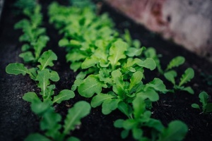 绿色园林植物