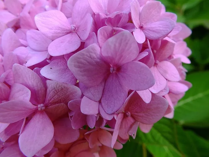 粉色，绣球花，新鲜，花，春天，开花，开花，粉色的花
