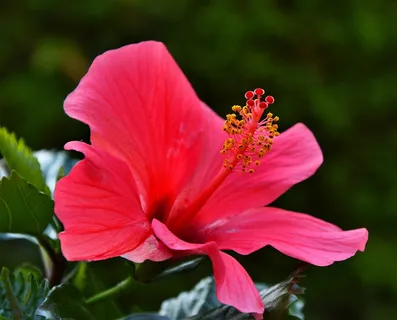 芙蓉,花,红色,夏天,芙蓉花,红色,夏天,粉红色,花瓣 芙蓉,花,红色,夏天,芙蓉花,红色,夏天,粉红色,花瓣