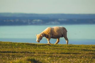 绵羊、海洋、多塞特、动物、牧场、动物主题、哺乳动物、一种动物