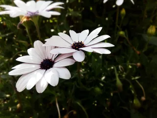 非洲雏菊，雏菊，花朵，花朵，淡紫色，花瓣，开花植物