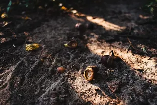 开始，橡子，野生，阴影，九月，季节，季节，植物