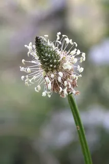 车前草,植物,美德,茎,花,开花植物,生长,脆弱 车前草,植物,美德,茎,花,开花植物,生长,脆弱