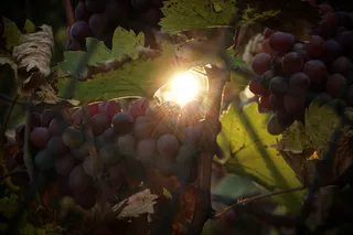 食品和饮料、健康饮食、水果、食品、新鲜度、健康、葡萄、生长