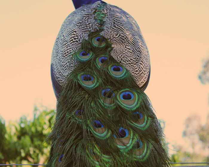 孔雀，异国情调，鸟，特写，动物，天空，没有人，动物主题