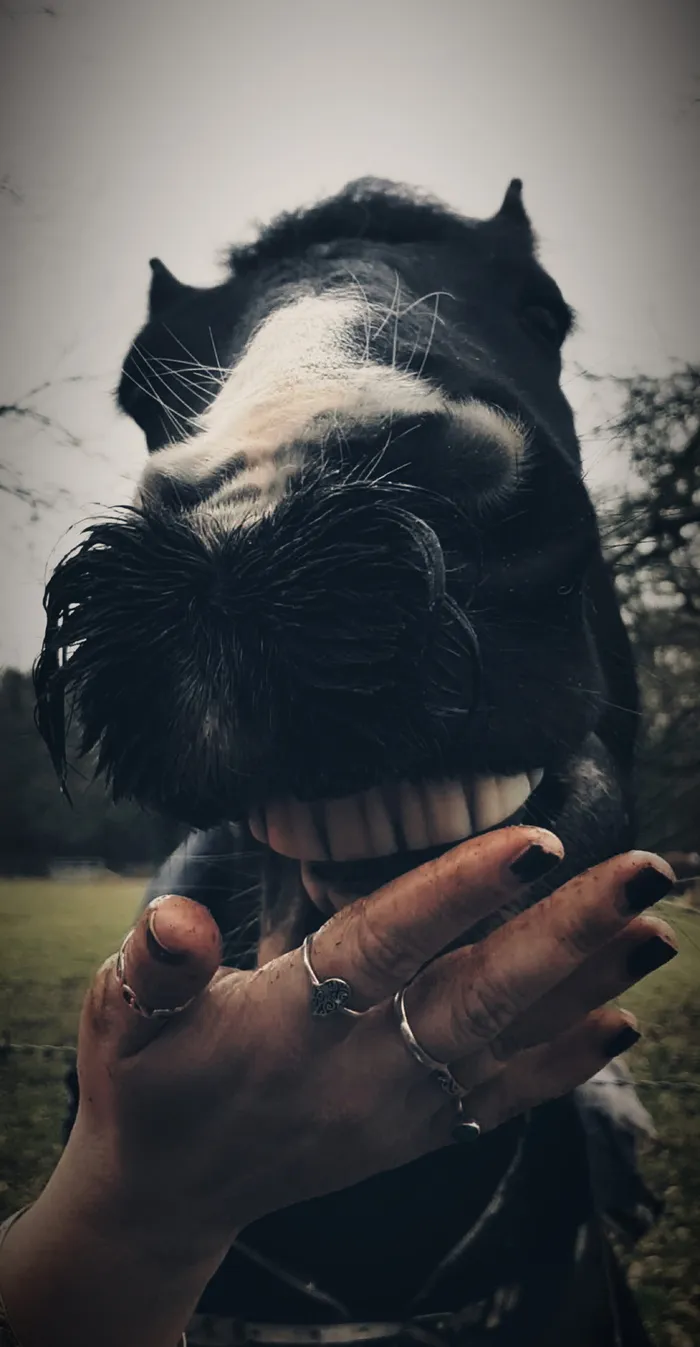 英国、albury、albury heath、笑、搞笑、牙齿、珠宝、乡村