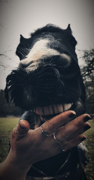 英国、albury、albury heath、笑、搞笑、牙齿、珠宝、乡村