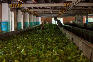 斯里兰卡，kany，thee，thee工厂，thee叶子，一个人，植物，室内