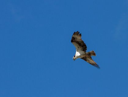 鸟，鱼鹰，飞行，野生动物，自然，猛禽，天空，鹰
