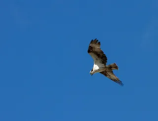 鸟，鱼鹰，飞行，野生动物，自然，猛禽，天空，鹰