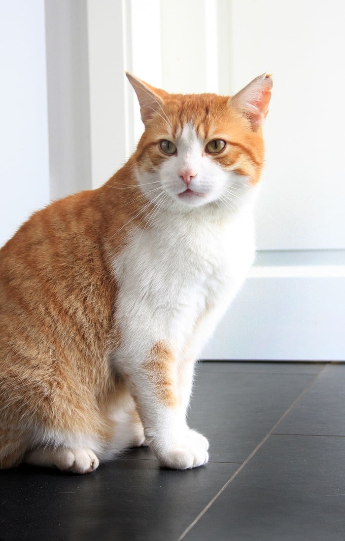 猫，红，鲭鱼，家猫，宠物，动物，猫脸，动物世界