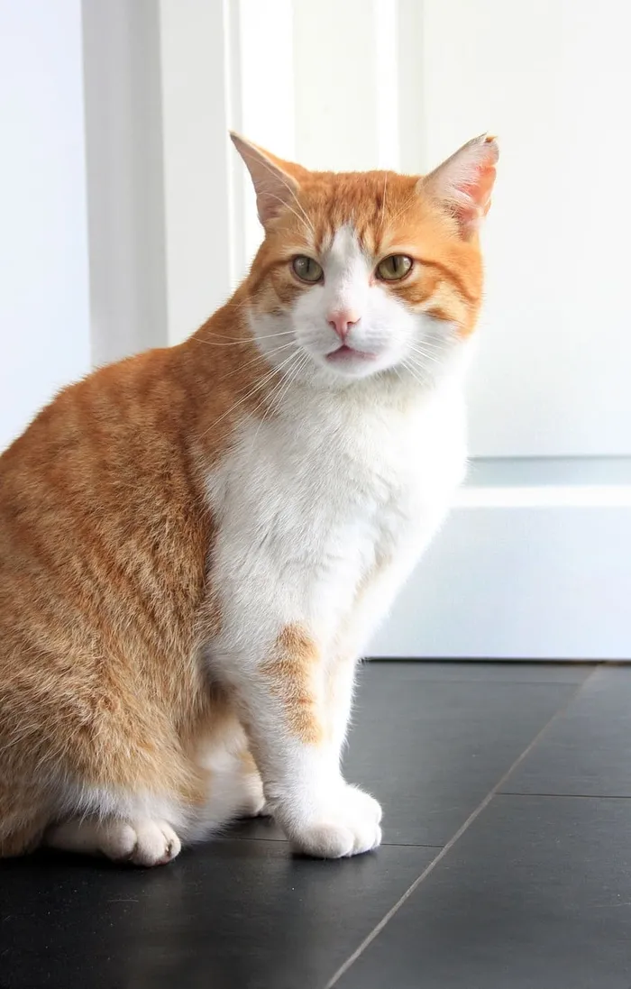 猫，红，鲭鱼，家猫，宠物，动物，猫脸，动物世界