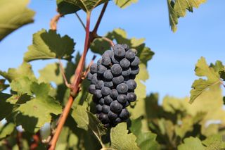 葡萄，梅洛葡萄酒，丛生葡萄，葡萄园，红葡萄，生长，植物，叶子