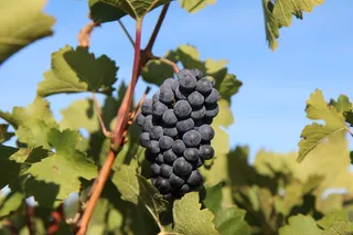 葡萄，梅洛葡萄酒，丛生葡萄，葡萄园，红葡萄，生长，植物，叶子