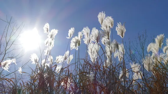 自然,季节,田野,植物,明亮,草地,户外,夏天 自然,季节,田野,植物,明亮,草地,户外,夏天