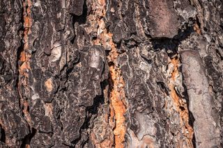 南非，开普敦，rondebosch common，纹理，树皮纹理，壁纸，纹理树皮，树木纹理