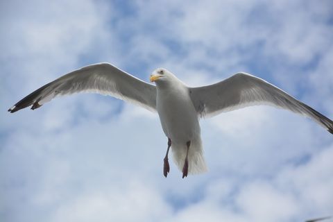 海鸥,失窃,翅膀,鸟,海,自然,鸟的飞行,dom 海鸥,失窃,翅膀,鸟,海,自然,鸟的飞行,dom