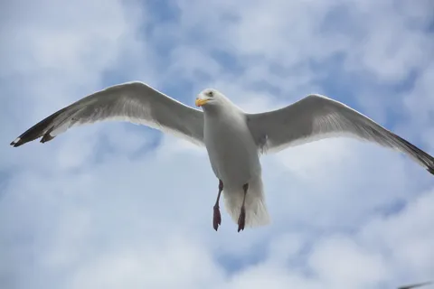 海鸥,失窃,翅膀,鸟,海,自然,鸟的飞行,dom 海鸥,失窃,翅膀,鸟,海,自然,鸟的飞行,dom