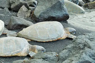 两只棕色的海龟在水附近