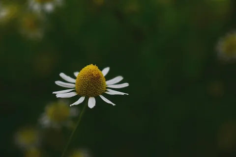 白色花瓣的选择性聚焦摄影 白色花瓣的选择性聚焦摄影