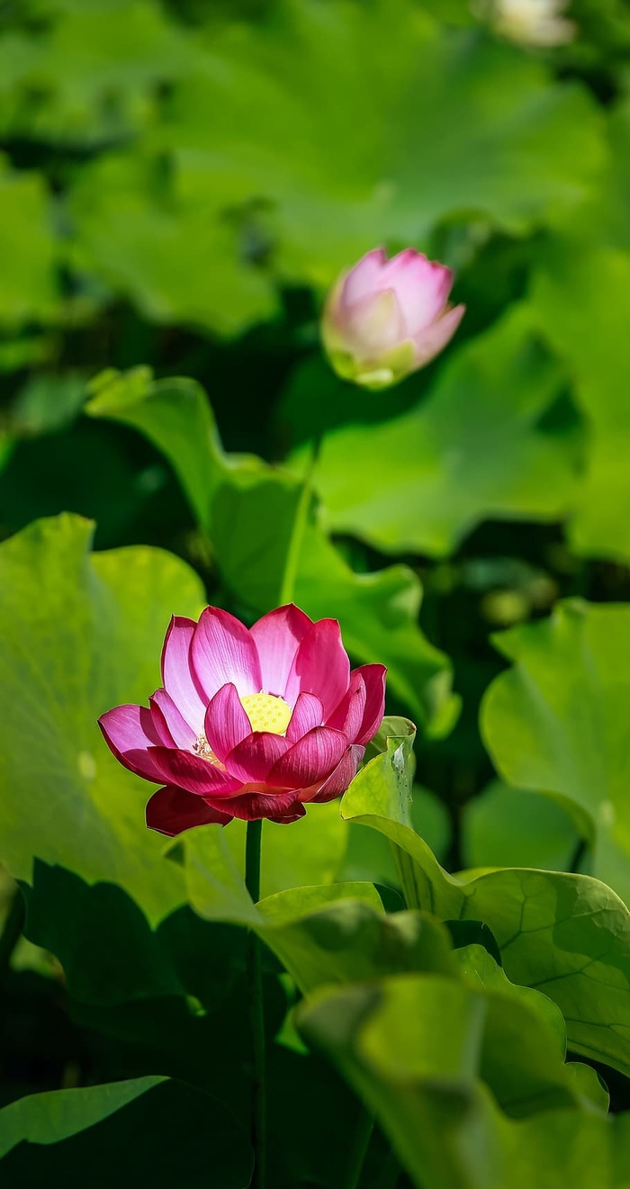 花，莲花，日历，够了，绿色，漂亮，粉色，池塘