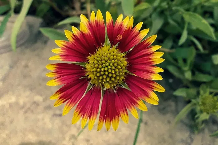 花，开花，花园，美丽的花，焦点，模糊的背景，模糊，特写