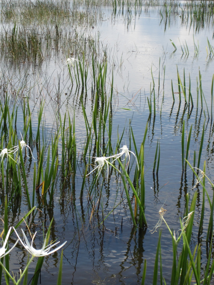 水生植物、湖泊、池塘、花朵、水华、河岸、芦苇、梯田