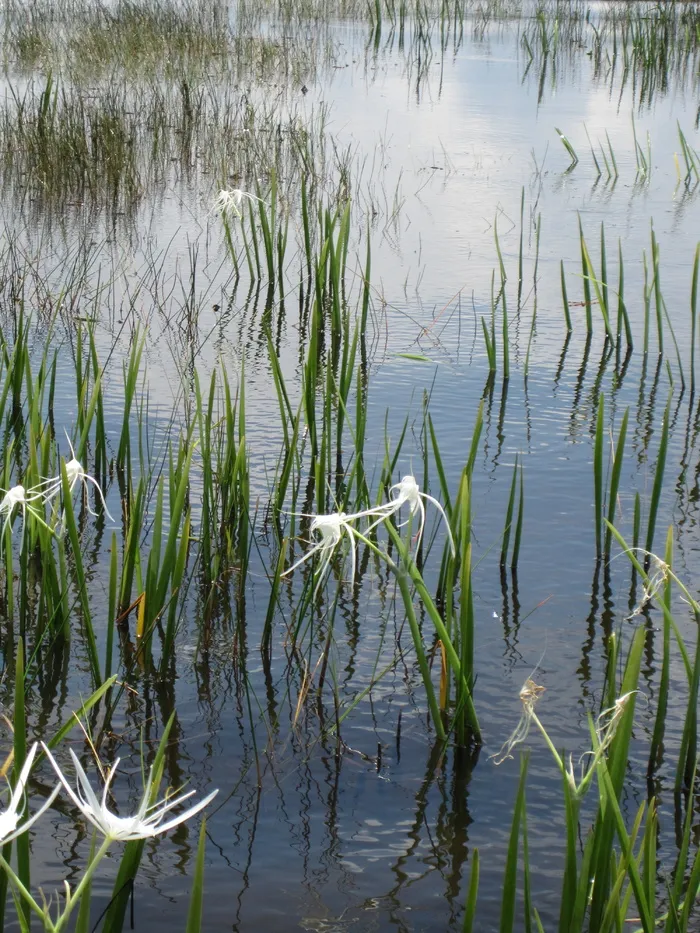 水生植物、湖泊、池塘、花朵、水华、河岸、芦苇、梯田